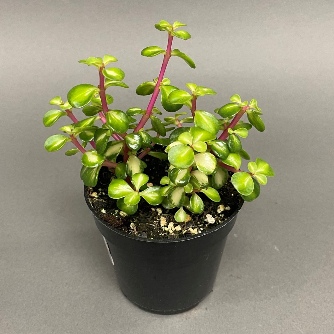 Succulent Portulacaria Mediopicta 4" Pot