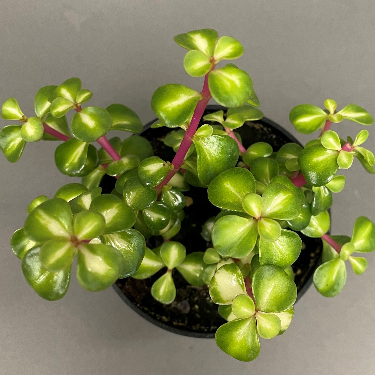 Succulent Portulacaria Mediopicta 4" Pot