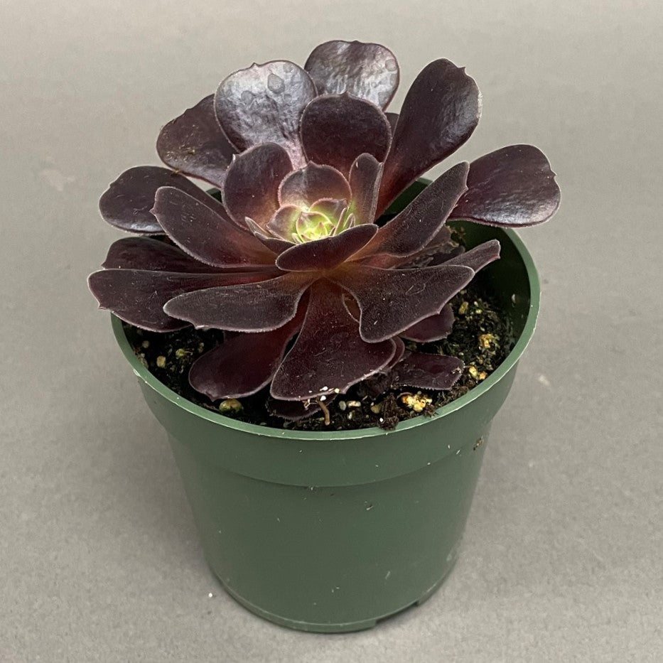 Succulent Aeonium Velour Irish Rose 4" Pot
