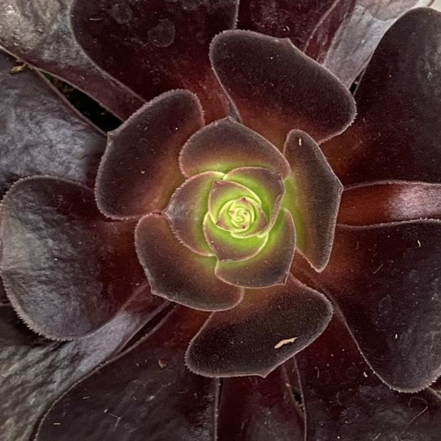 Succulent Aeonium Velour Irish Rose 4" Pot