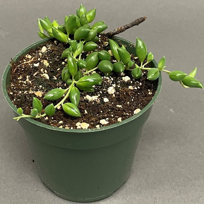 Succulent String of Teardrops 4" Pot