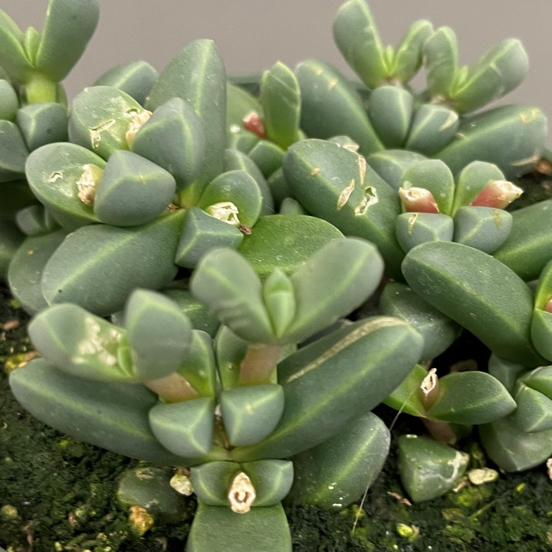 Ice Plant 4" Pot