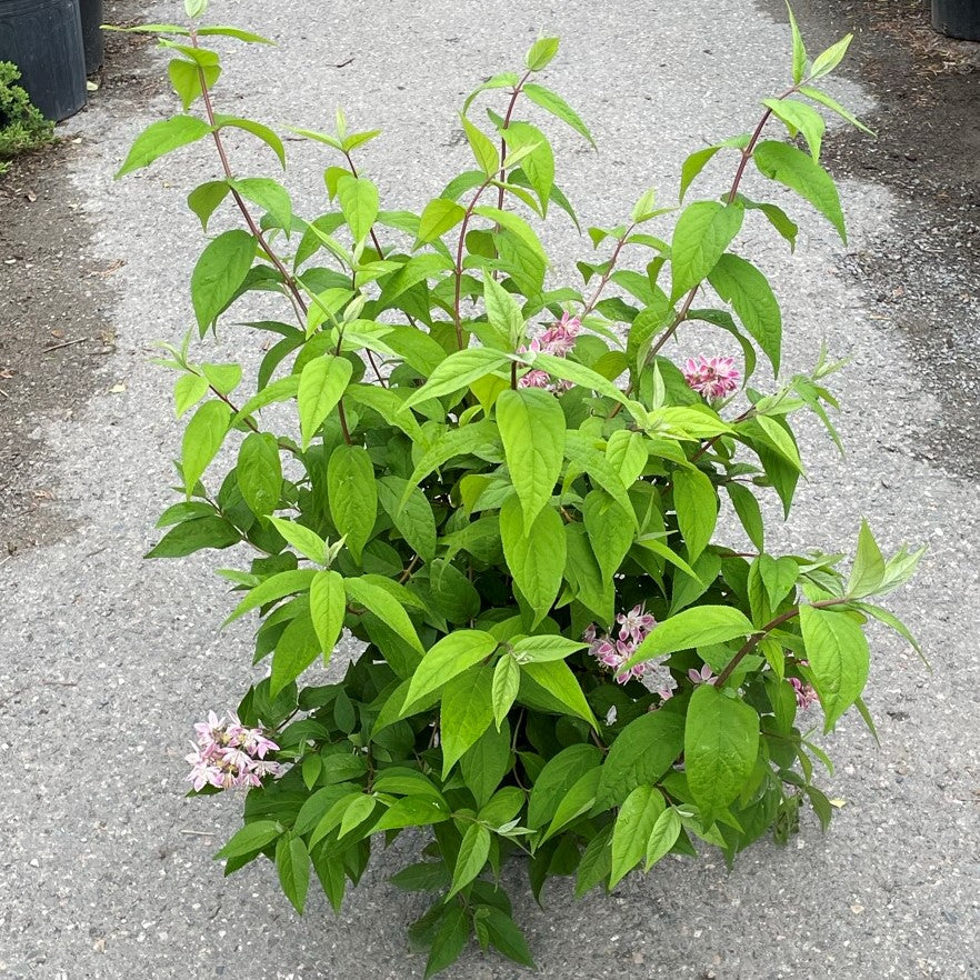 Deutzia Perle Rose 2gal