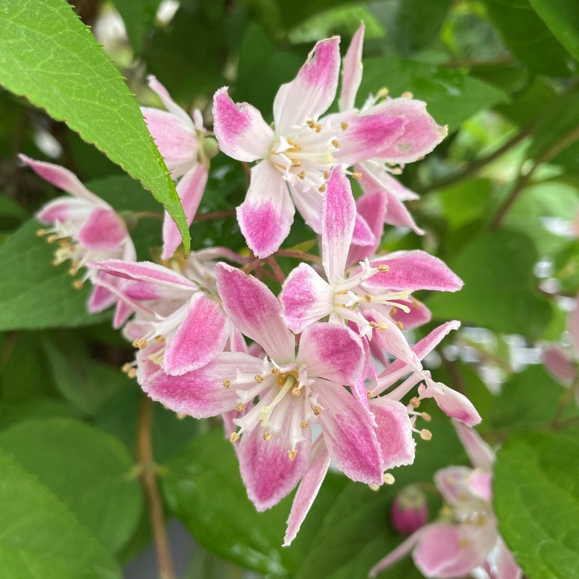 Deutzia Perle Rose 2gal