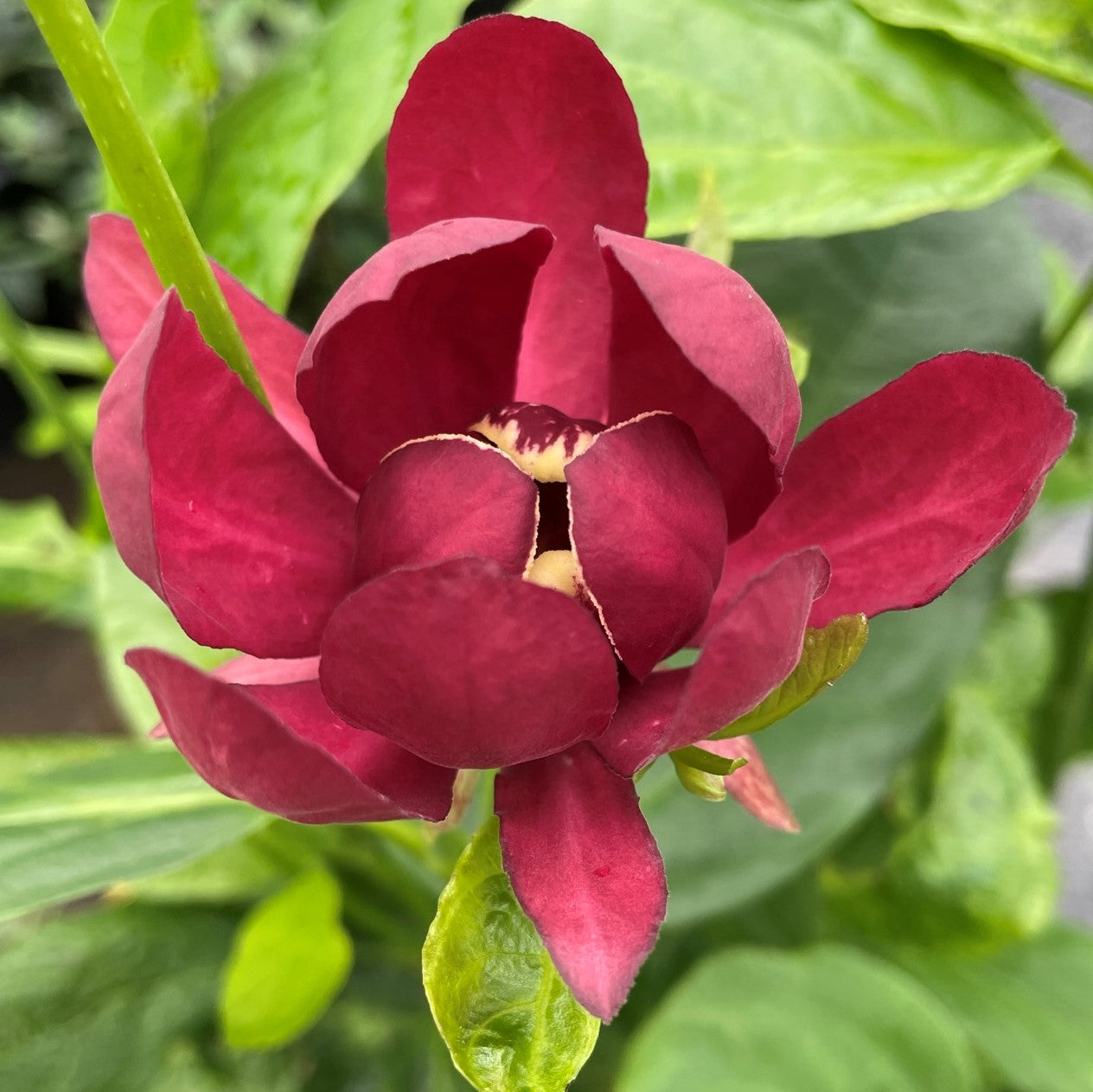 Aphrodite Sweetshrub 2gal