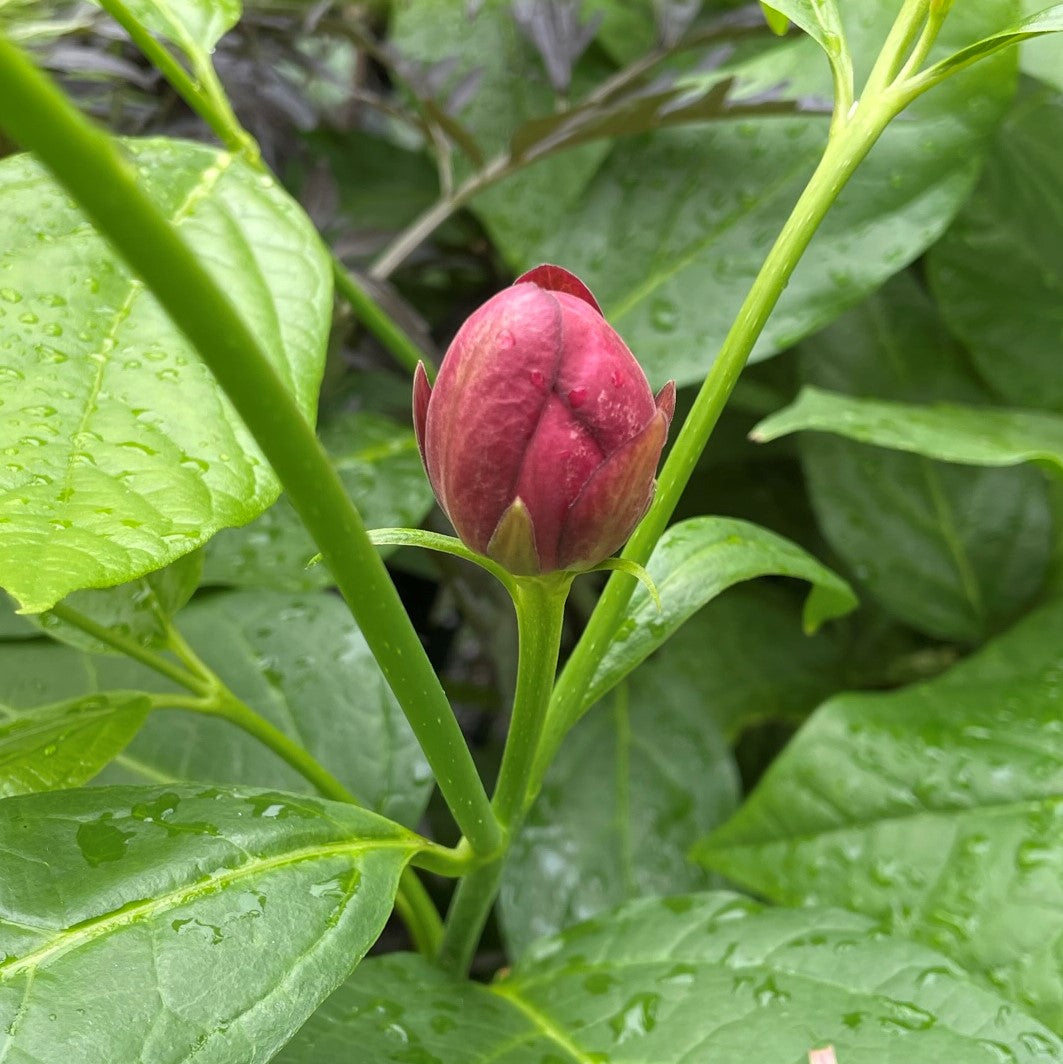 Aphrodite Sweetshrub 2gal
