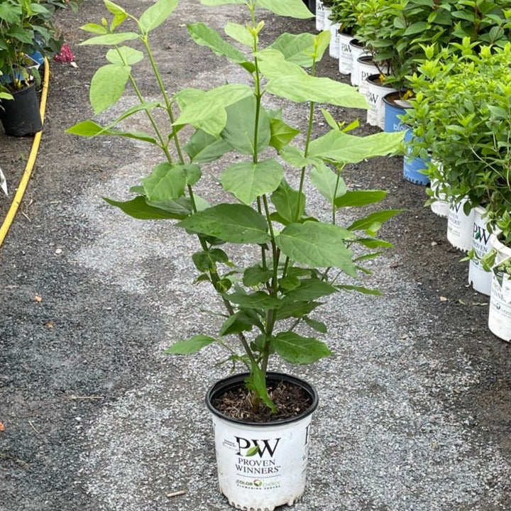 Aphrodite Sweetshrub 2gal