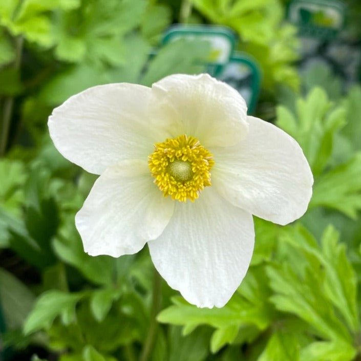 Anemone Honorine Jobert 5.5" Pot