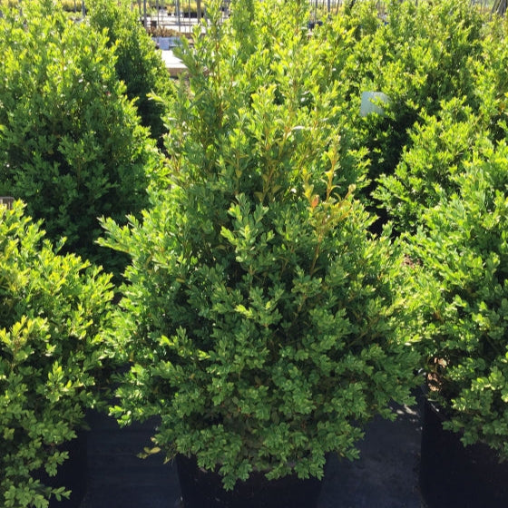 Boxwood 'Green Mountain'