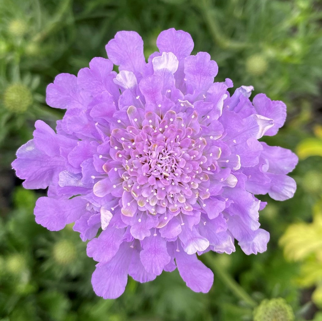 Pincushion 'Butterfly'