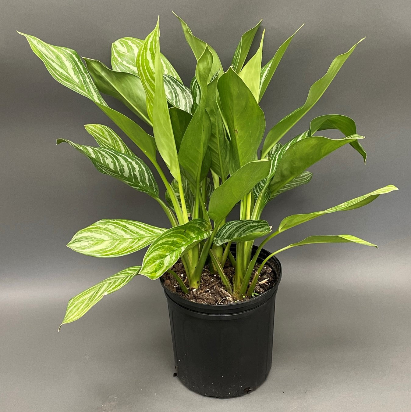Aglaonema 'Stripes'