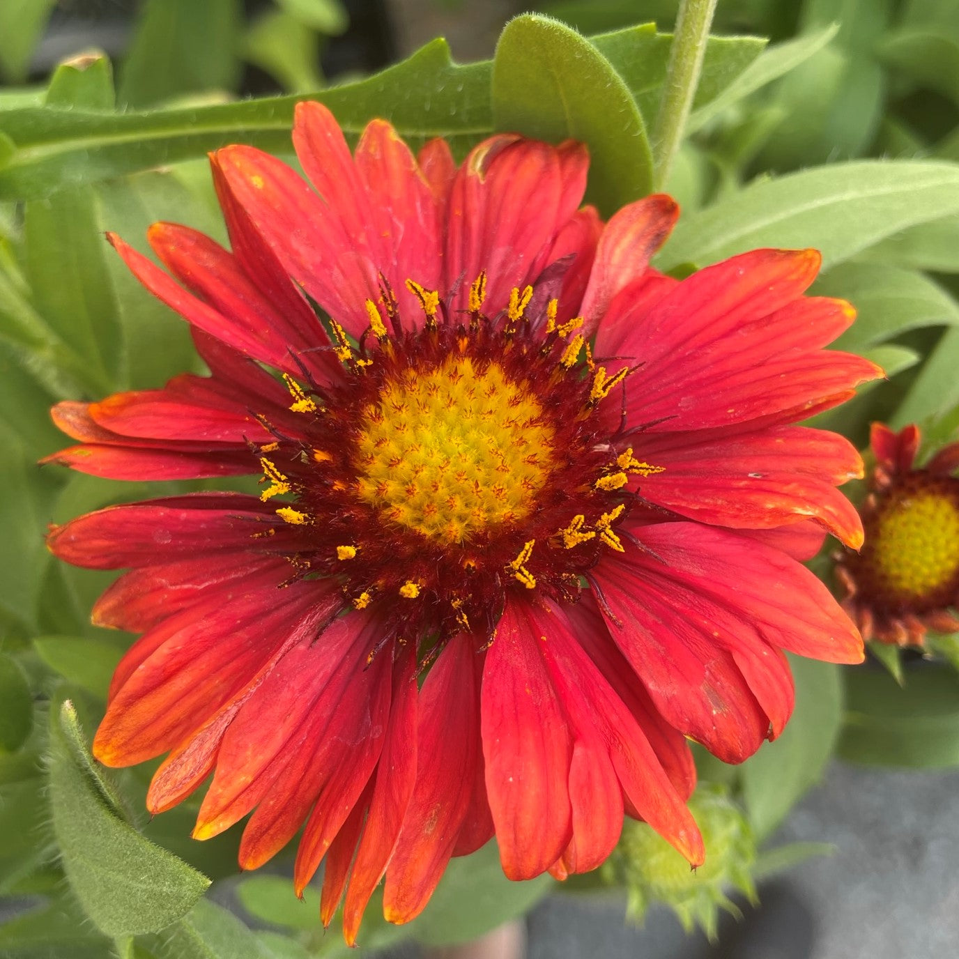 Blanket Flower 'Arizona'