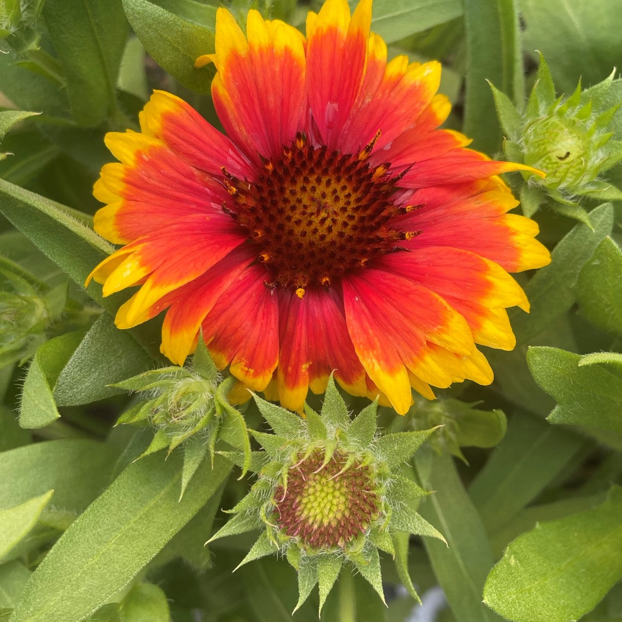 Blanket Flower 'Arizona'