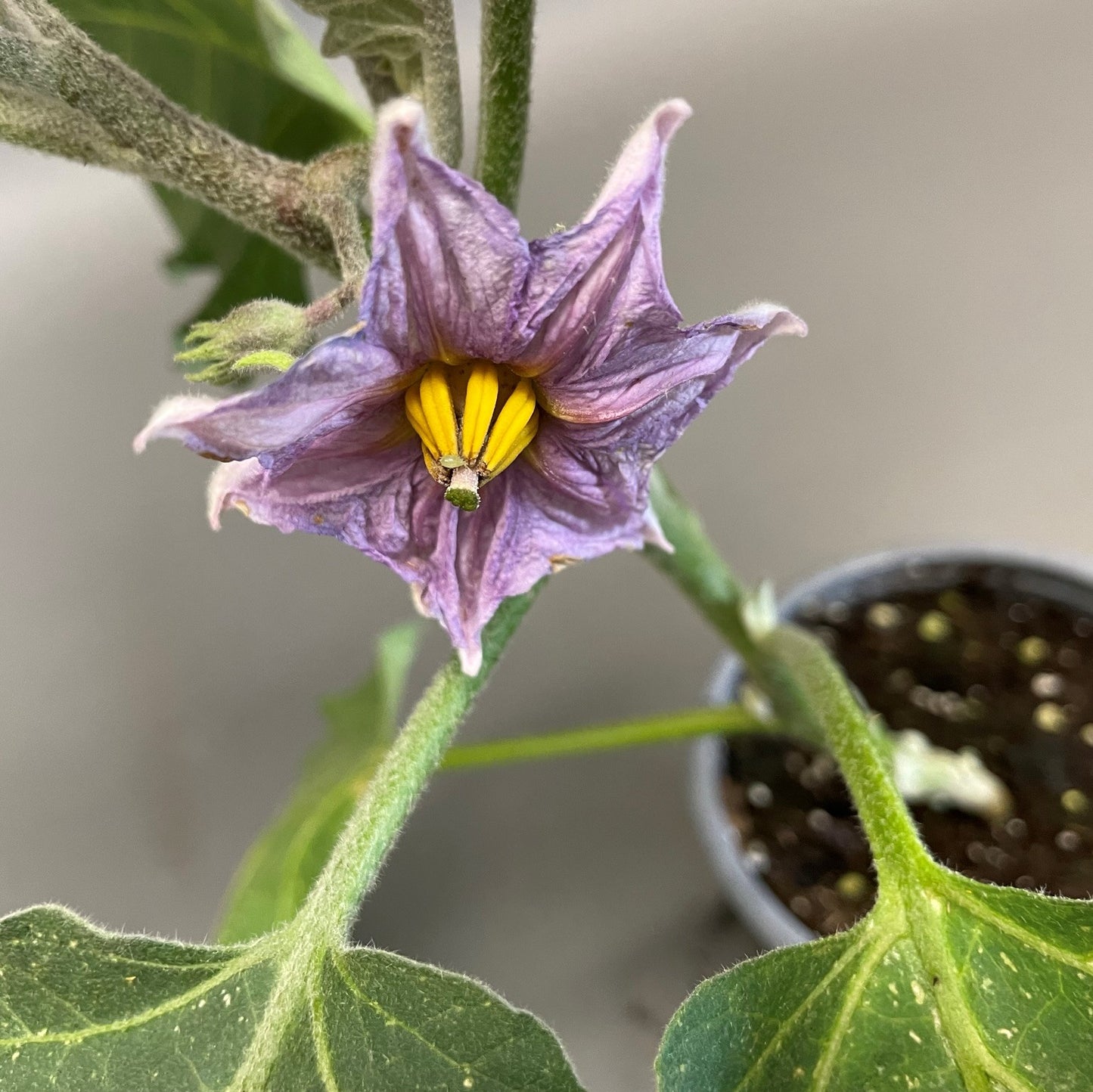 Eggplant 'Classic'