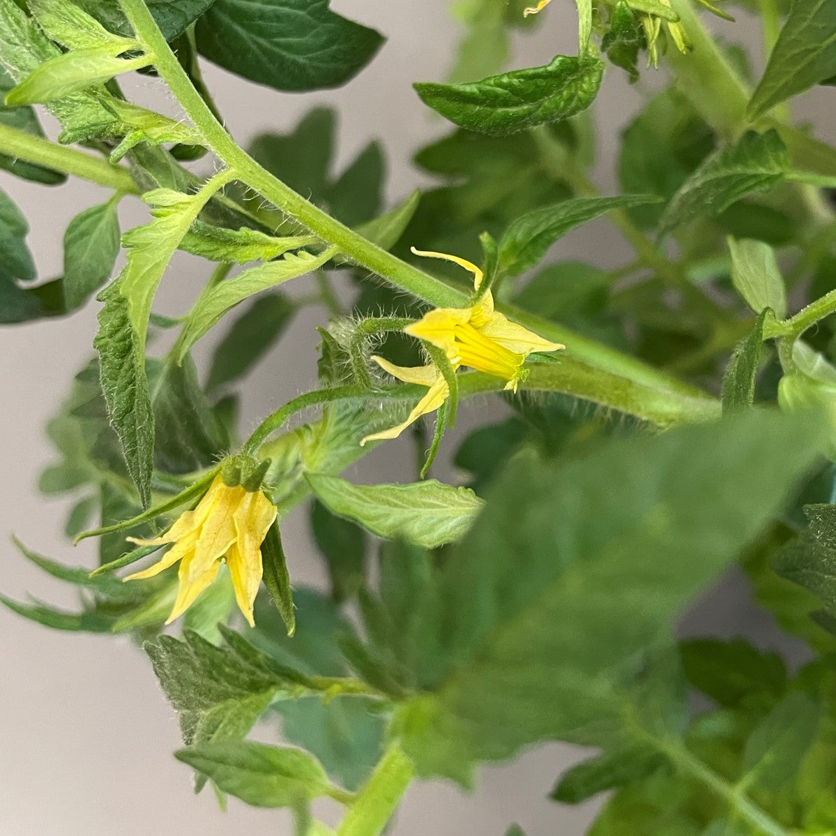 Tomato 'Rainbow Blend Mix'
