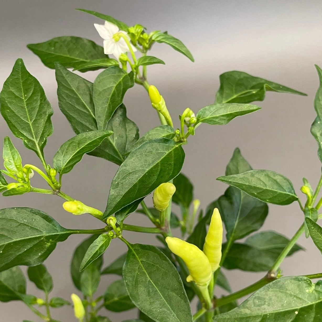 Pepper Hot 'Basket of Fire'