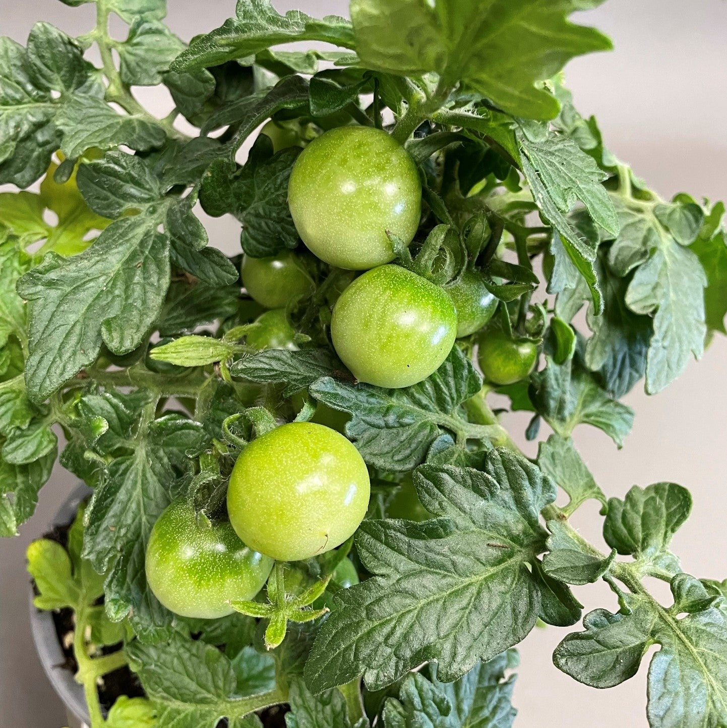 Tomato 'Tidy Treats'