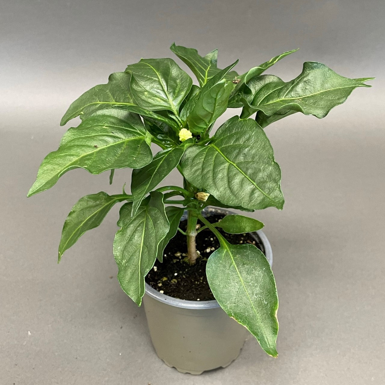 Pepper Sweet 'Majestic Red'