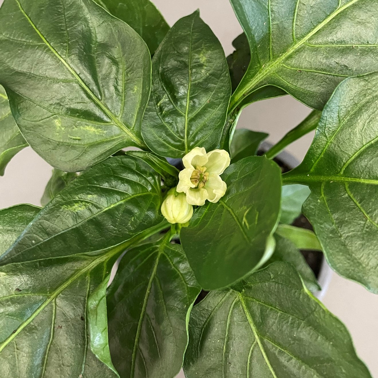 Pepper Sweet 'Majestic Red'