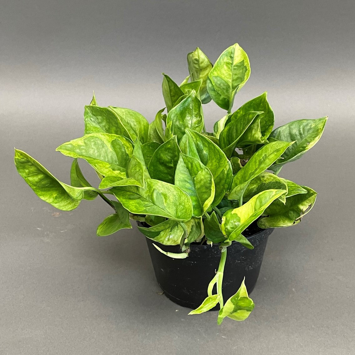 Pothos 'Lemon Meringue'