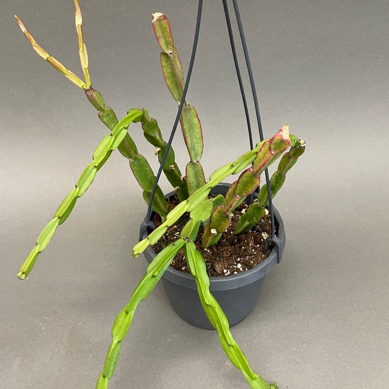 Rhipsalis Paradoxa 6" HB