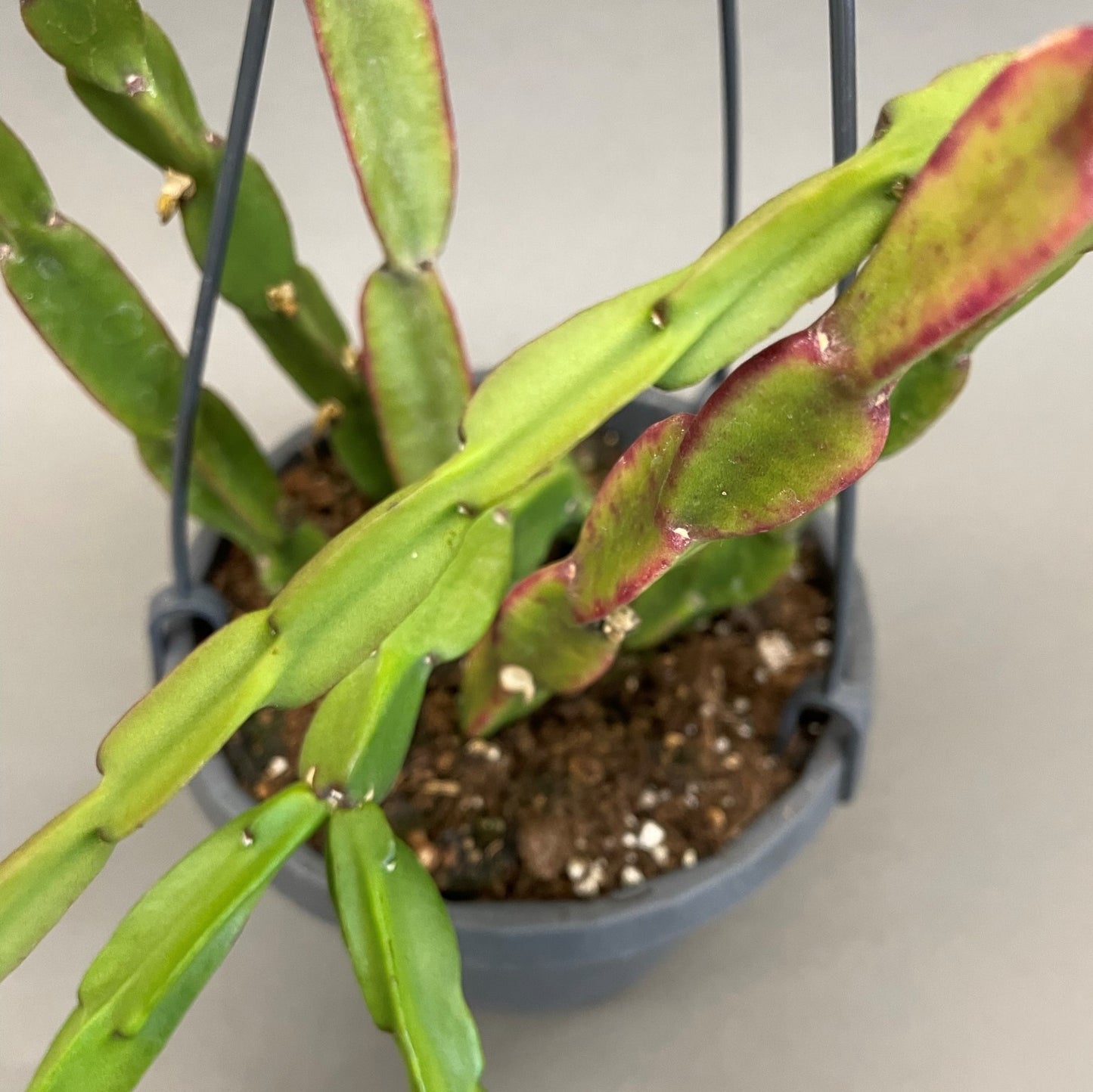 Rhipsalis Paradoxa 6" HB