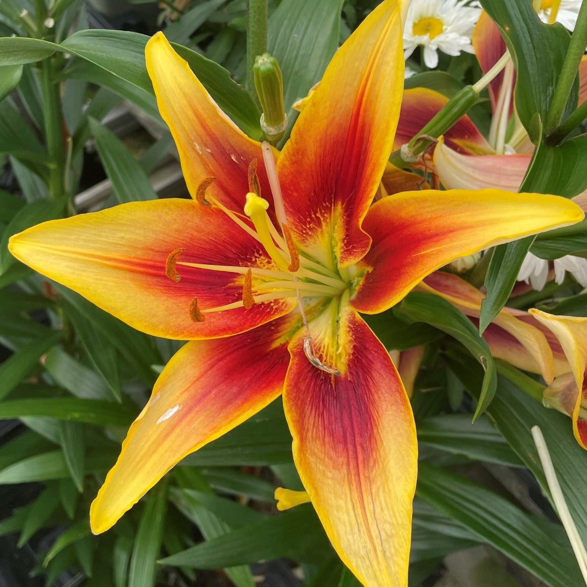 Lily Kaveri 5.5" Pot