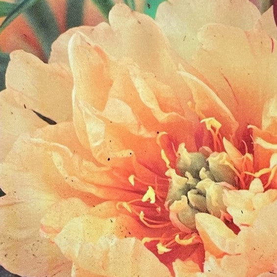 Peony Itoh Canary Brilliants 1 gallon