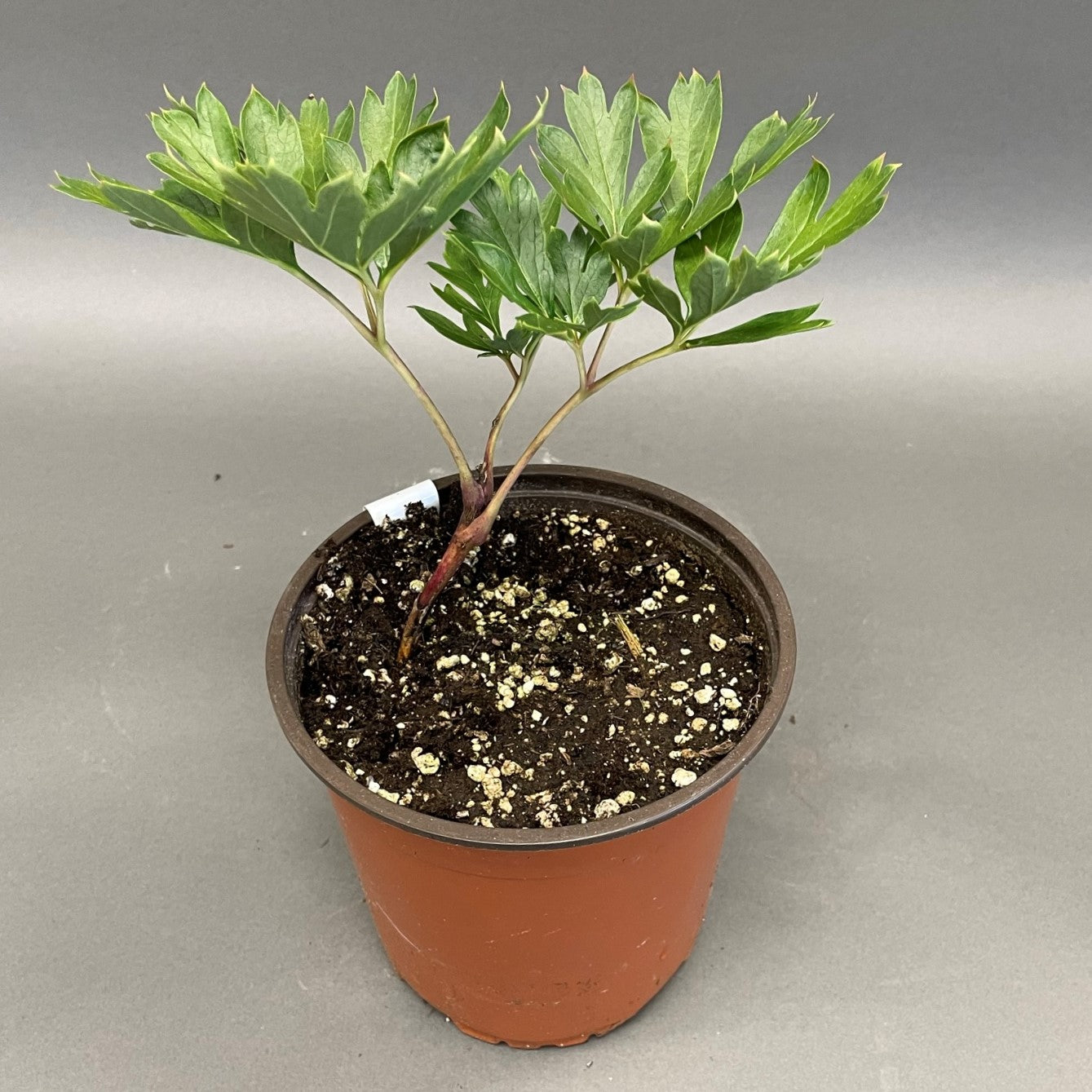 Peony Itoh Canary Brilliants 1 gallon