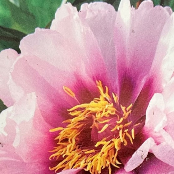 Peony Itoh Cora Louise 1 gallon
