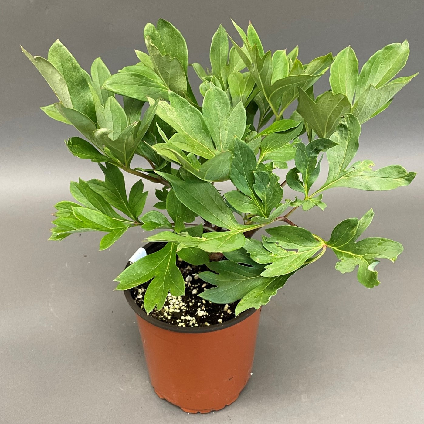 Peony Itoh Cora Louise 1 gallon