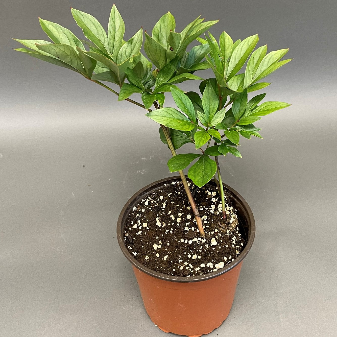 Peony 'Kansas'
