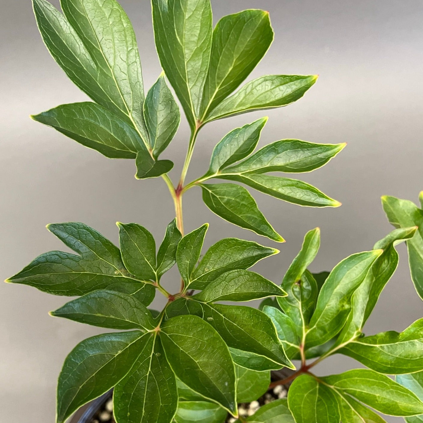 Peony 'Festiva Maxima'