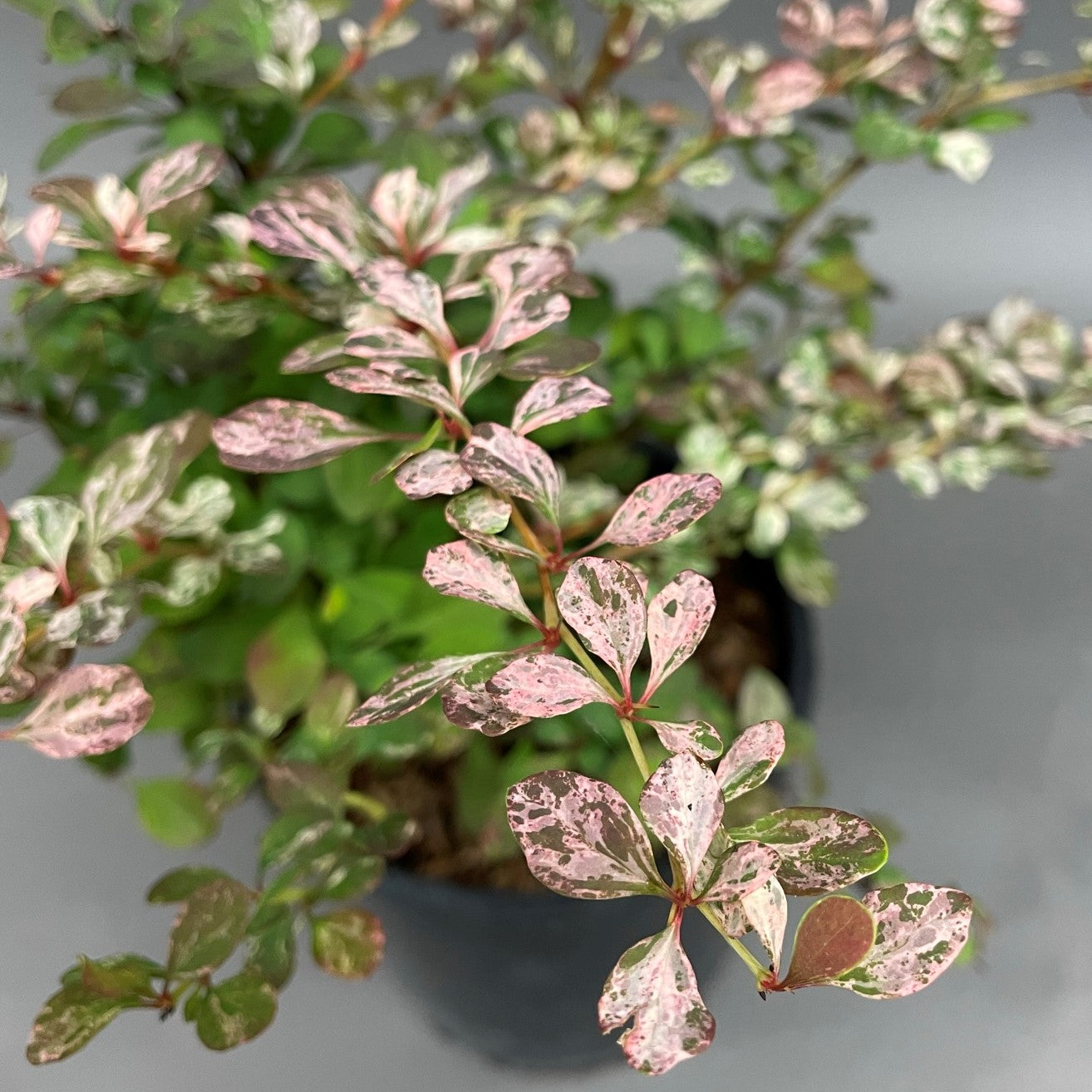 Barberry Rose Glow 1gal