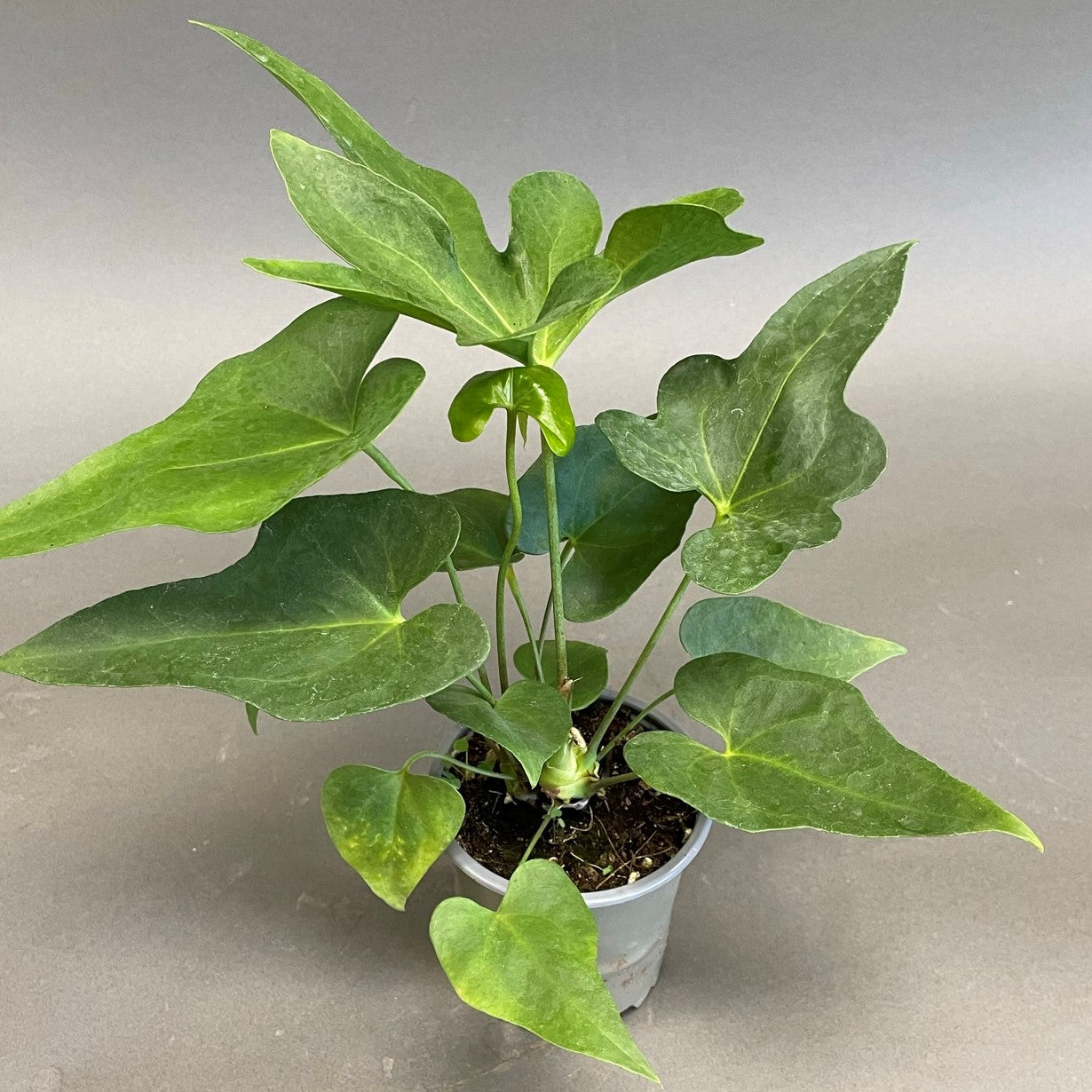 Anthurium podophyllum 4" Pot