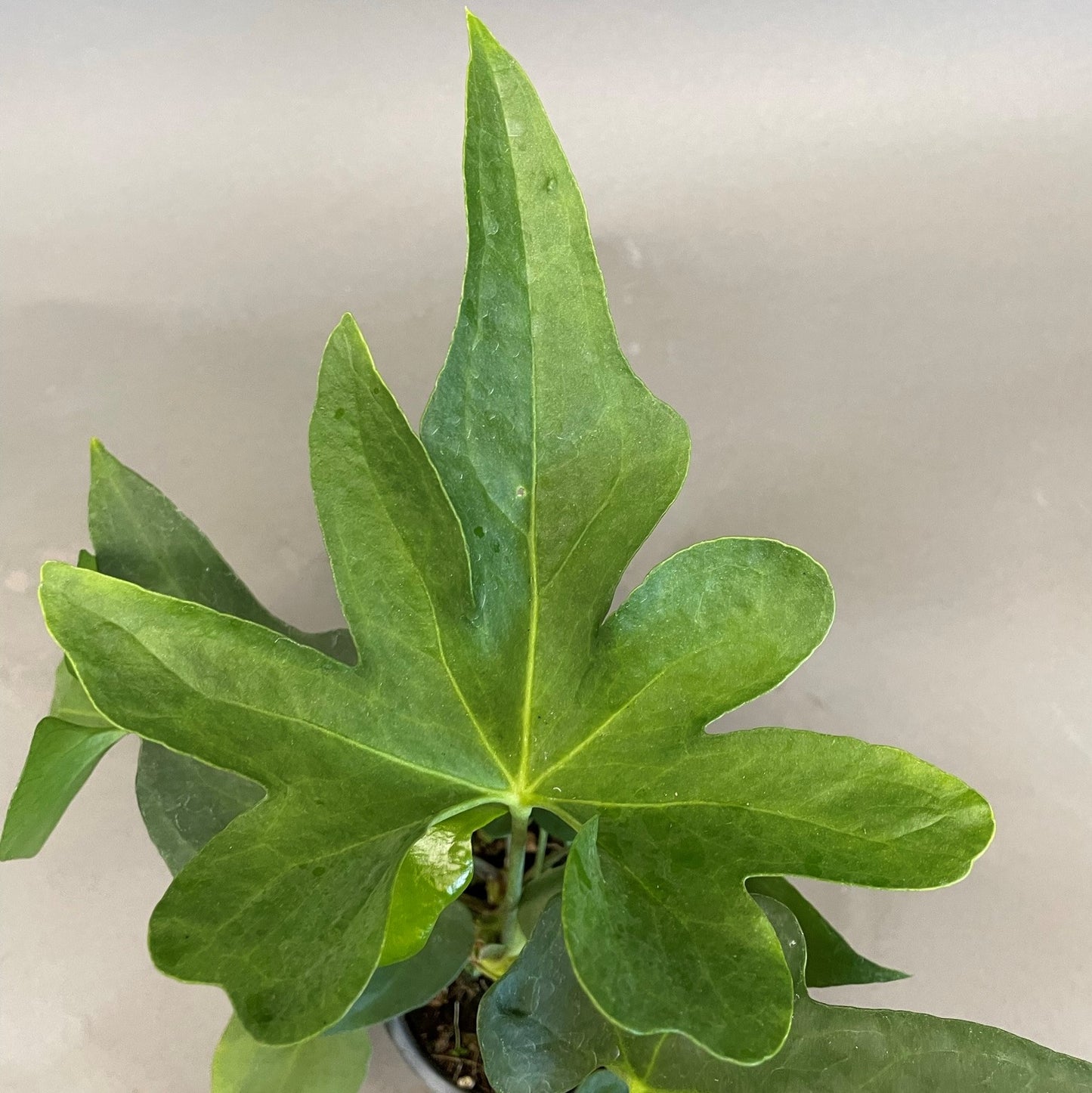Anthurium podophyllum 4" Pot