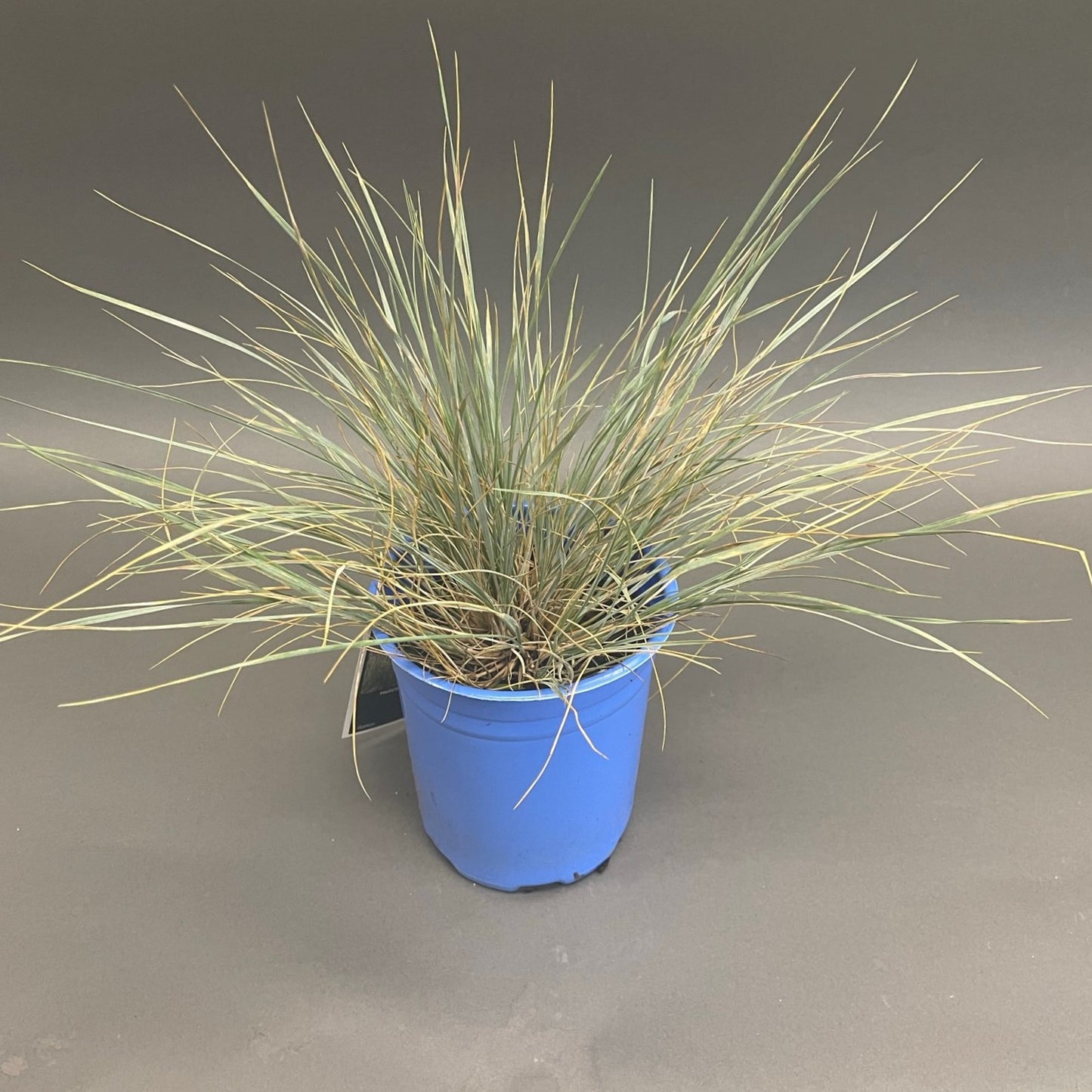 Grass 'Blue Oat'