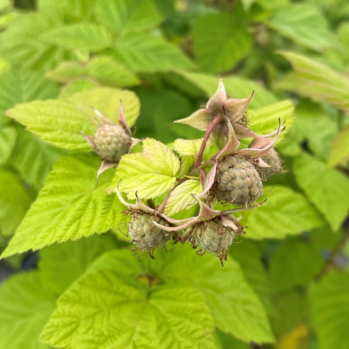Raspberry 'Nova'