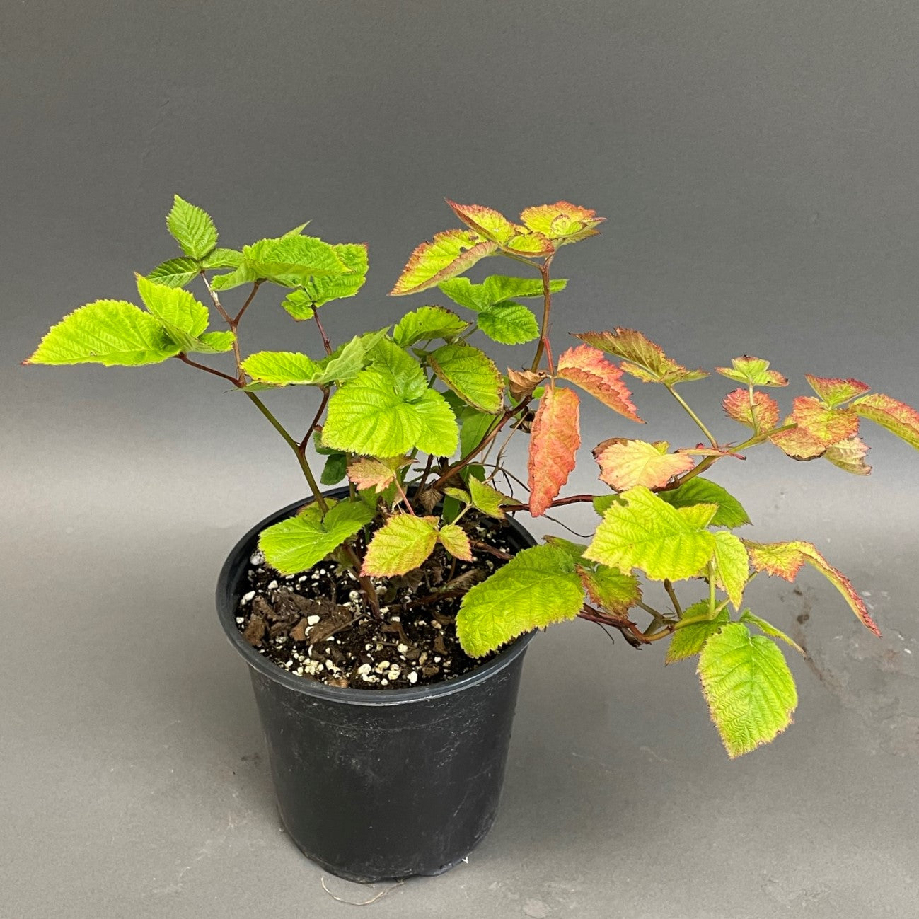 Blackberry Triple Crown (Thornless) 1 Gallon Pot