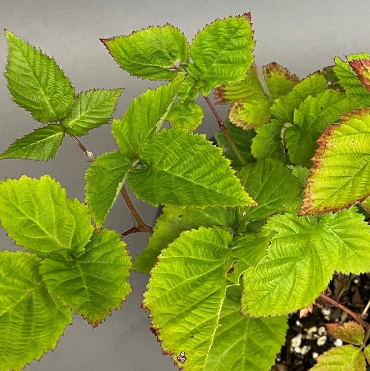 Blackberry Triple Crown (Thornless) 1 Gallon Pot