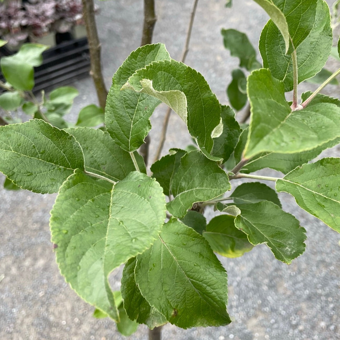 Apple Northern Spy 150cm