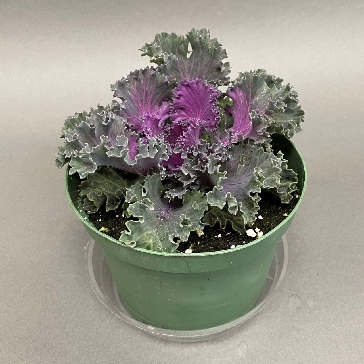 Flowering Kale 6" Pot Nagoya Red
