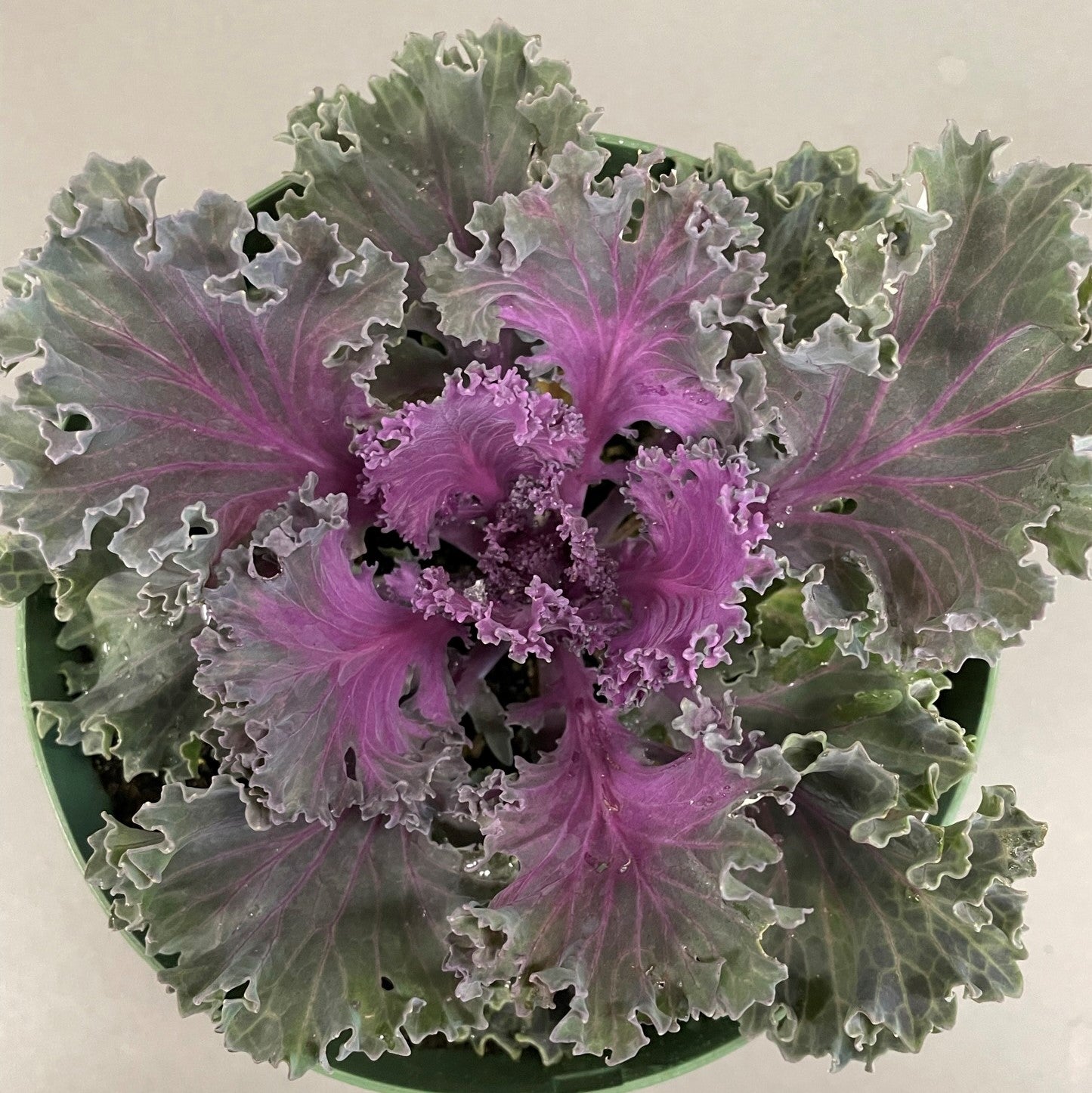 Flowering Kale 6" Pot Nagoya Red
