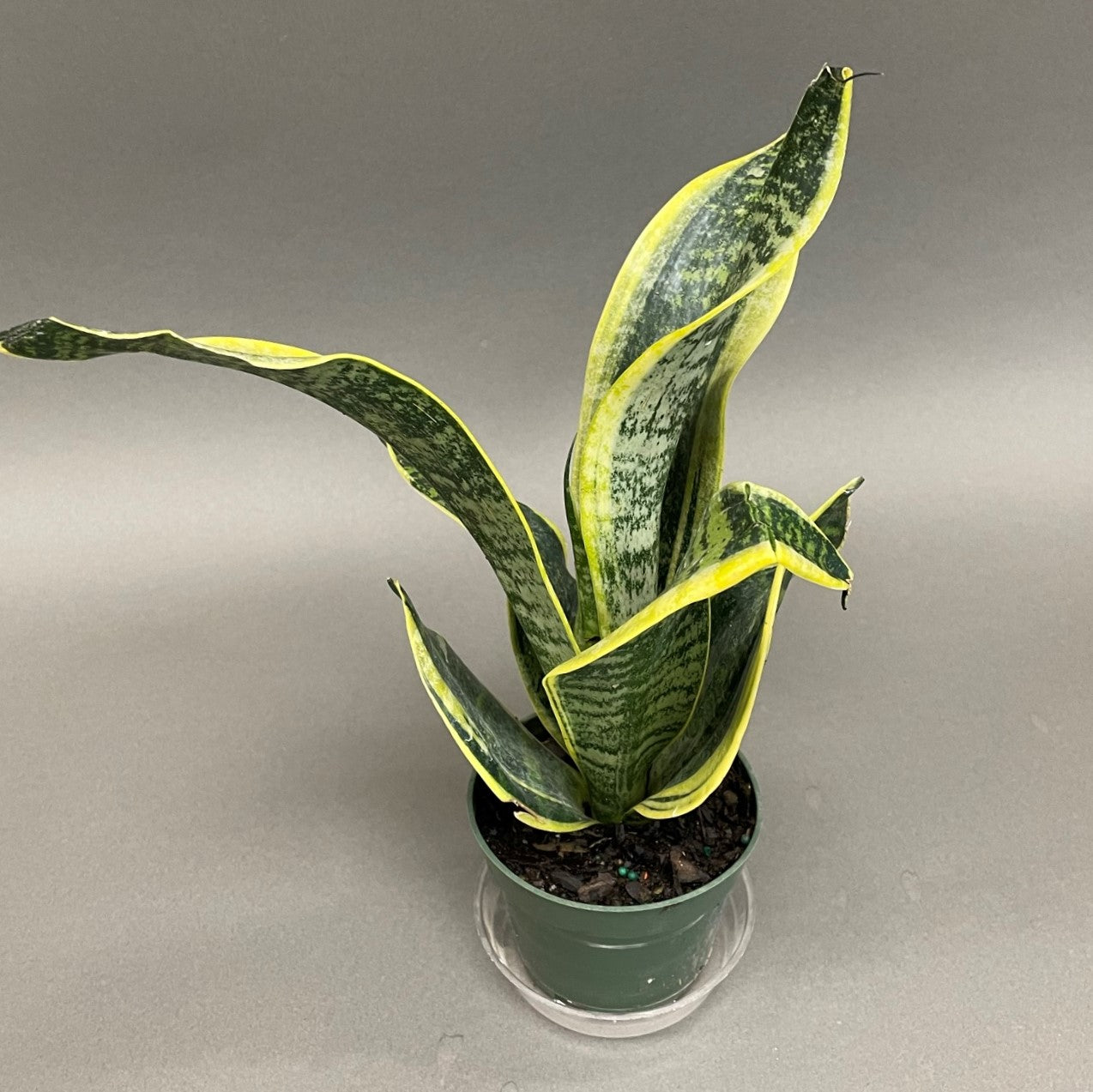 Snake Plant Futura 4" Pot