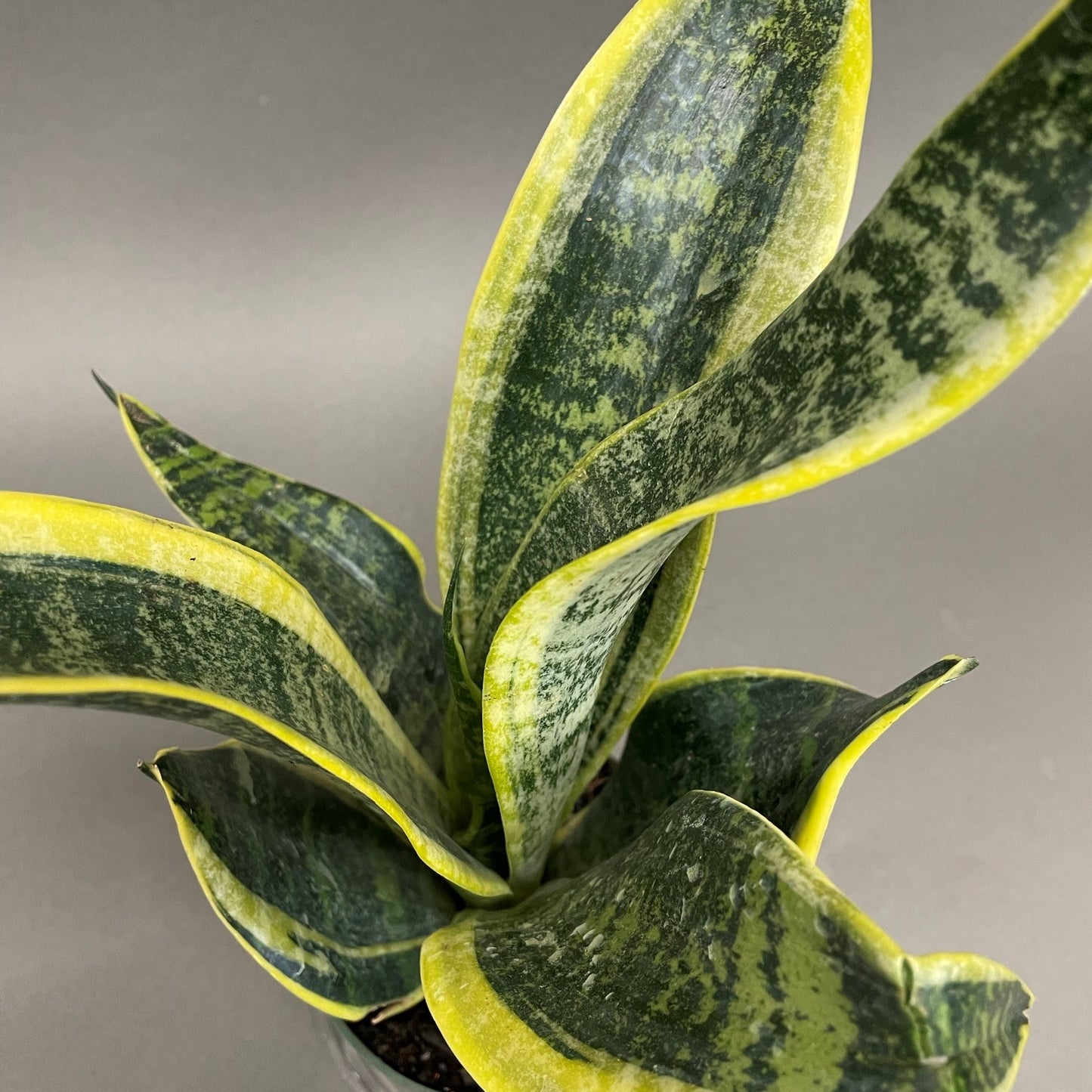 Snake Plant Futura 4" Pot
