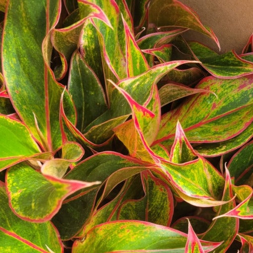 Aglaonema 'Siam Red'