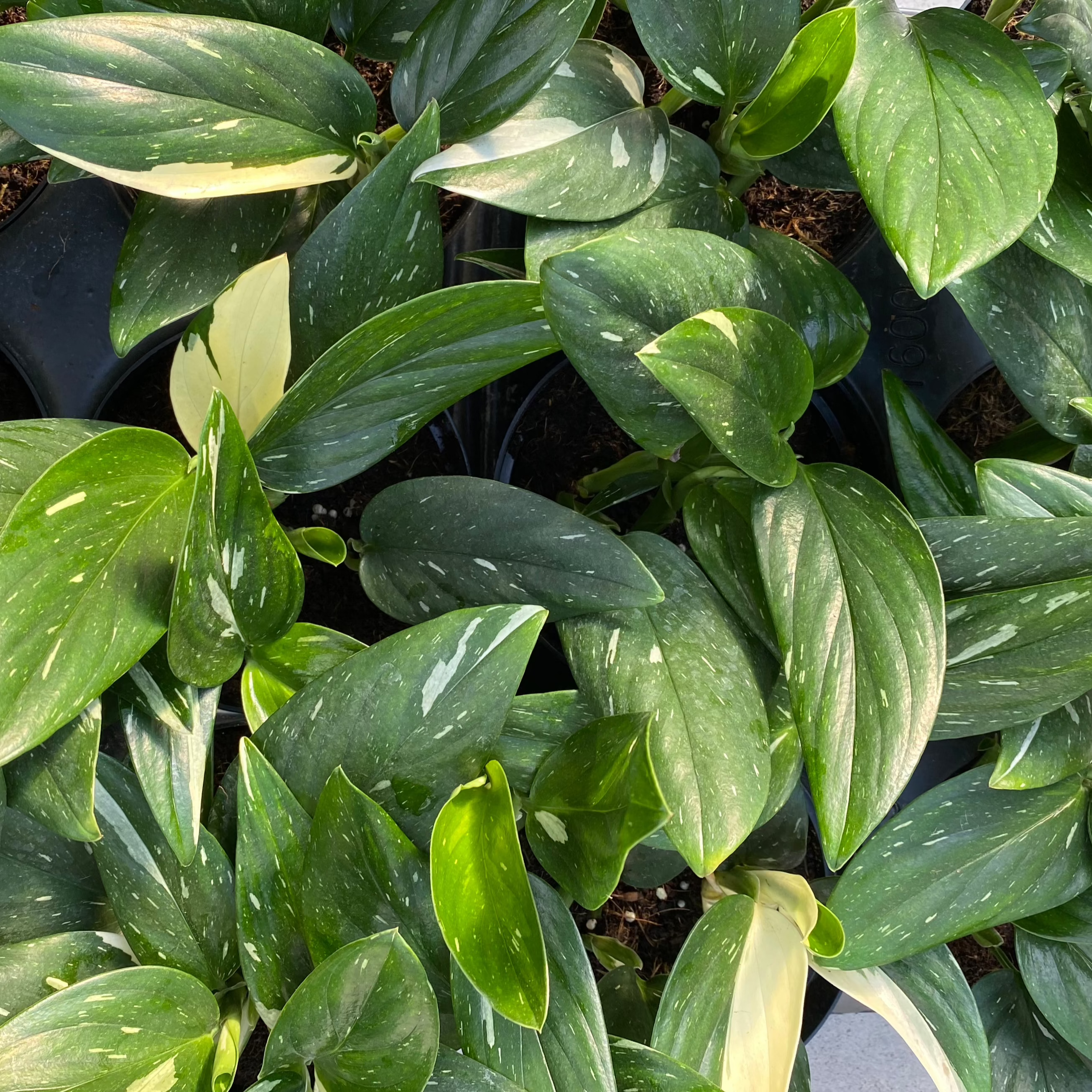 philodendron cobra variegated Philodendron 'Cobra' – Scott's Nursery Ltd