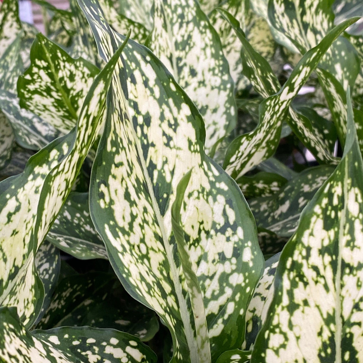 Aglaonema 'Thai Snowflake'