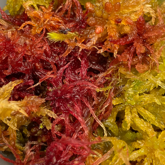 Sphagnum Moss Live