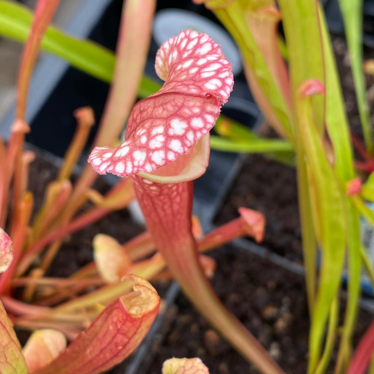 Sarracenia Assorted (Pitcher Plant)